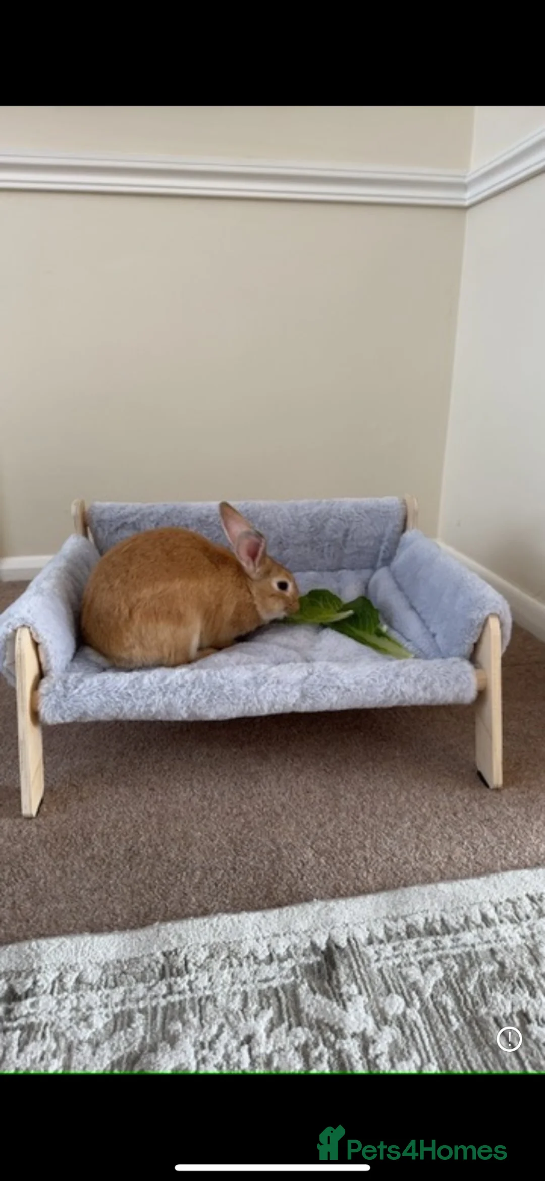 Rex rabbits for sale: NEEDS REHOMING ASAP-Beautiful golden female rabbit - Advert 2