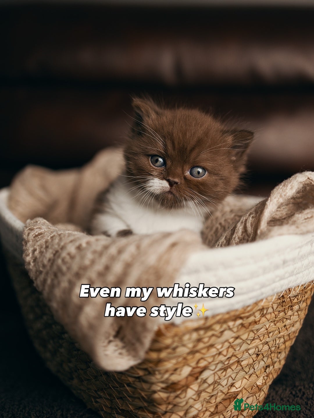 British Shorthair cats for sale: Chocolate brown cinnamon tortie British Kittens - Advert 39