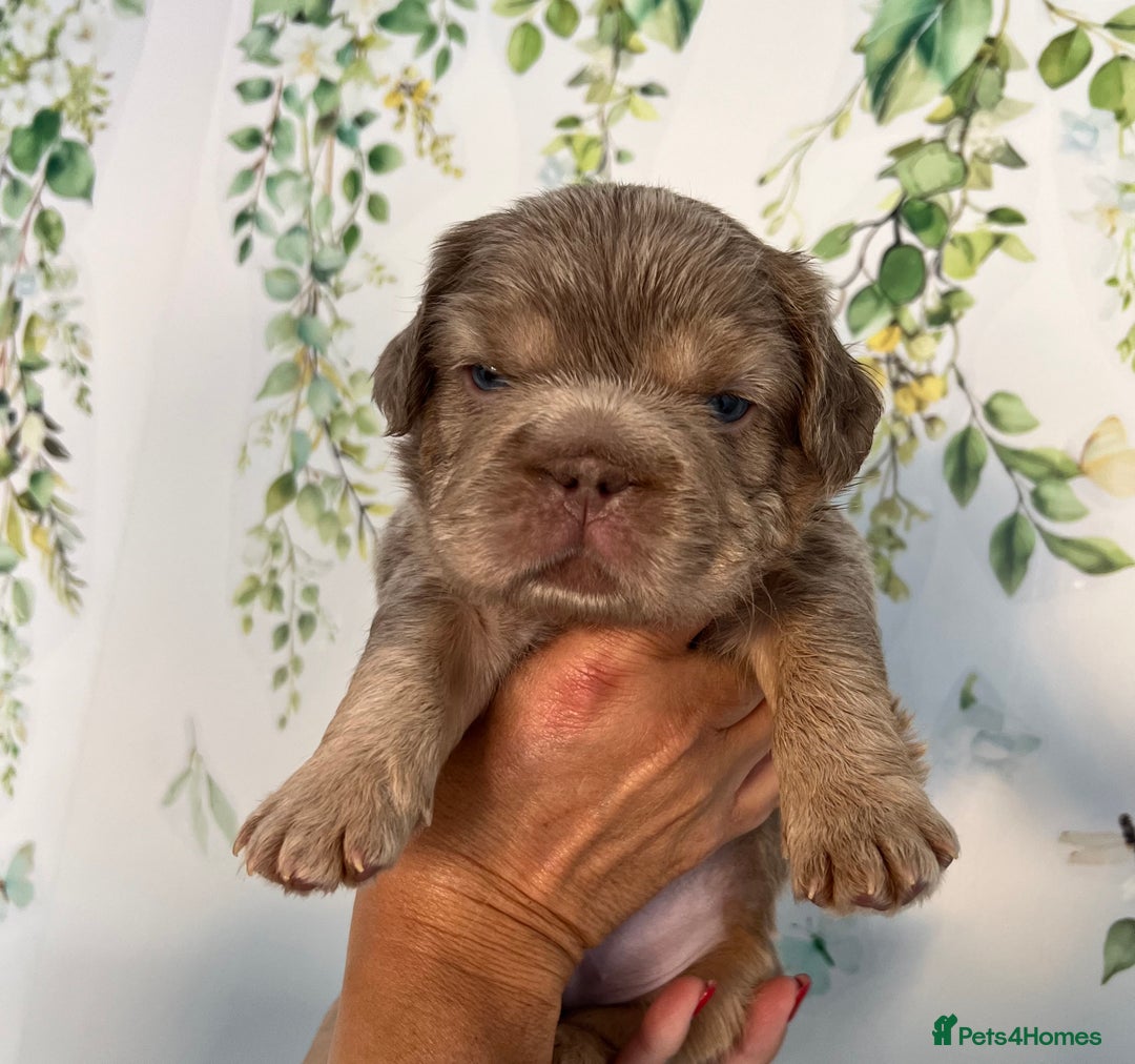 French Bulldog dogs for sale: Big Rope, Big Rope Fluffy & French Bullg - Advert 29