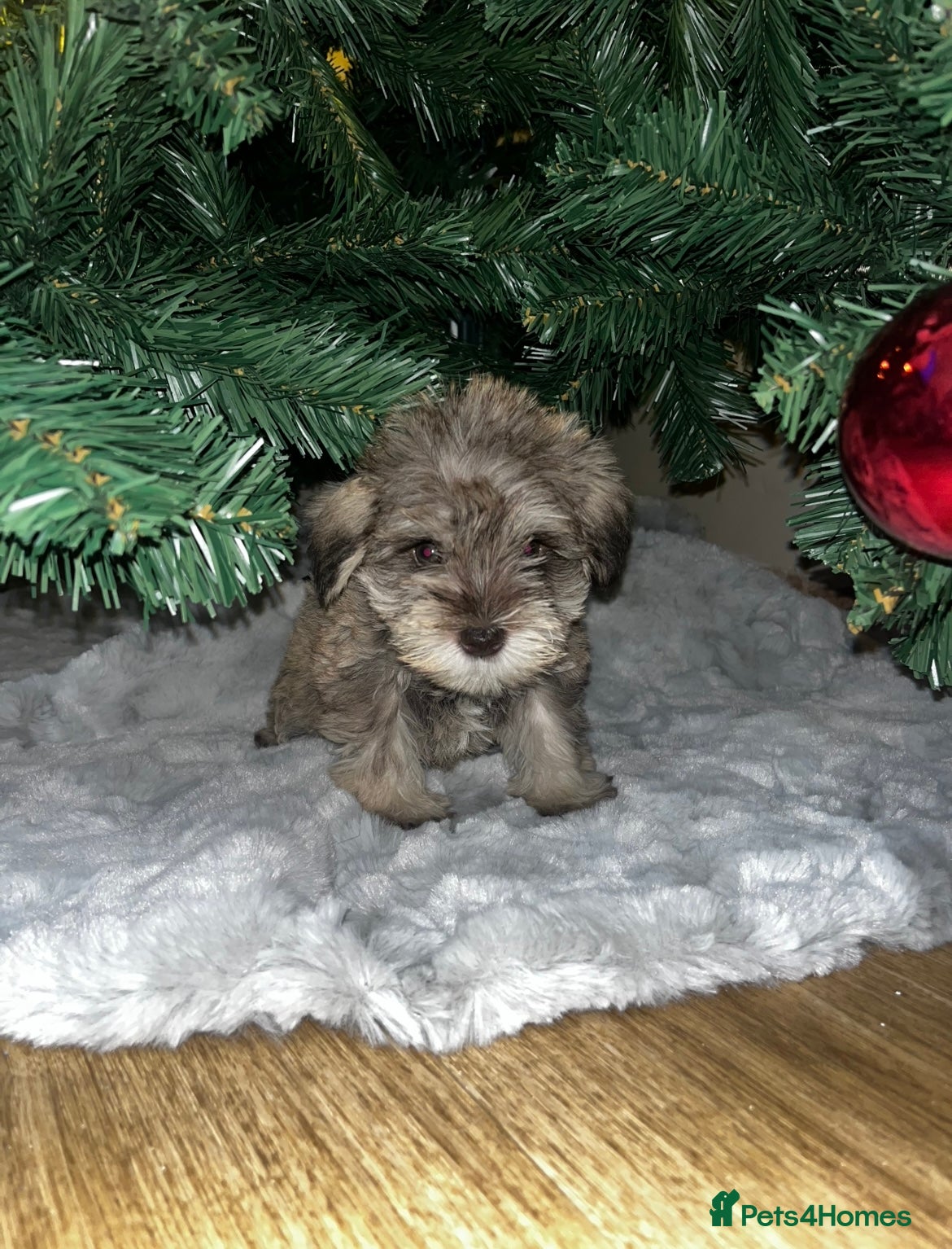 Miniature Schnauzer dogs Beautiful chocolate miniature schnauzer puppy  - Advert 3