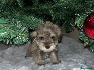 Miniature Schnauzer dogs Beautiful chocolate miniature schnauzer puppy - Advert 5