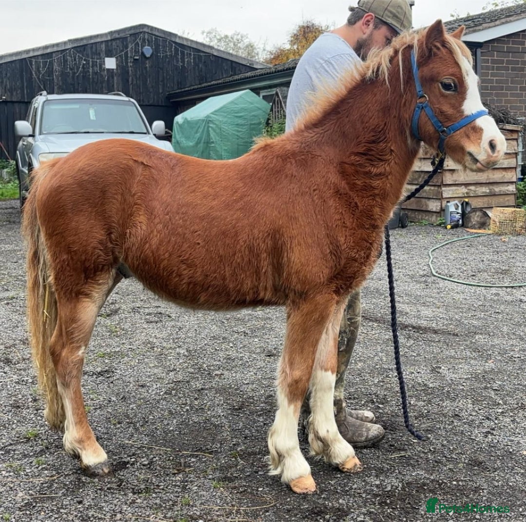 Welsh Section B horses for sale: Nay nay - Advert 5