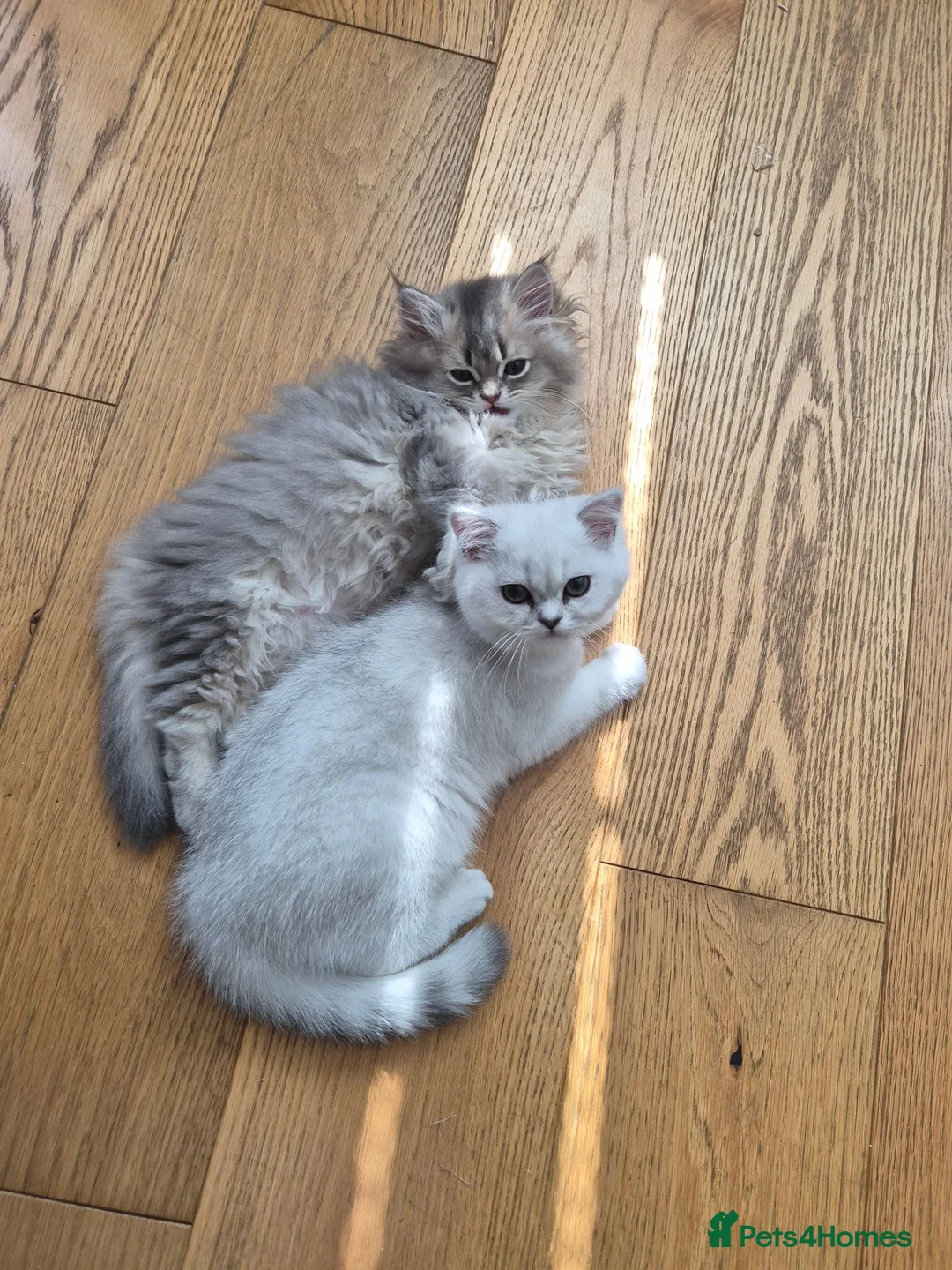 British Shorthair cats for sale: Beautiful registered boy ( Ready ) - Advert 2