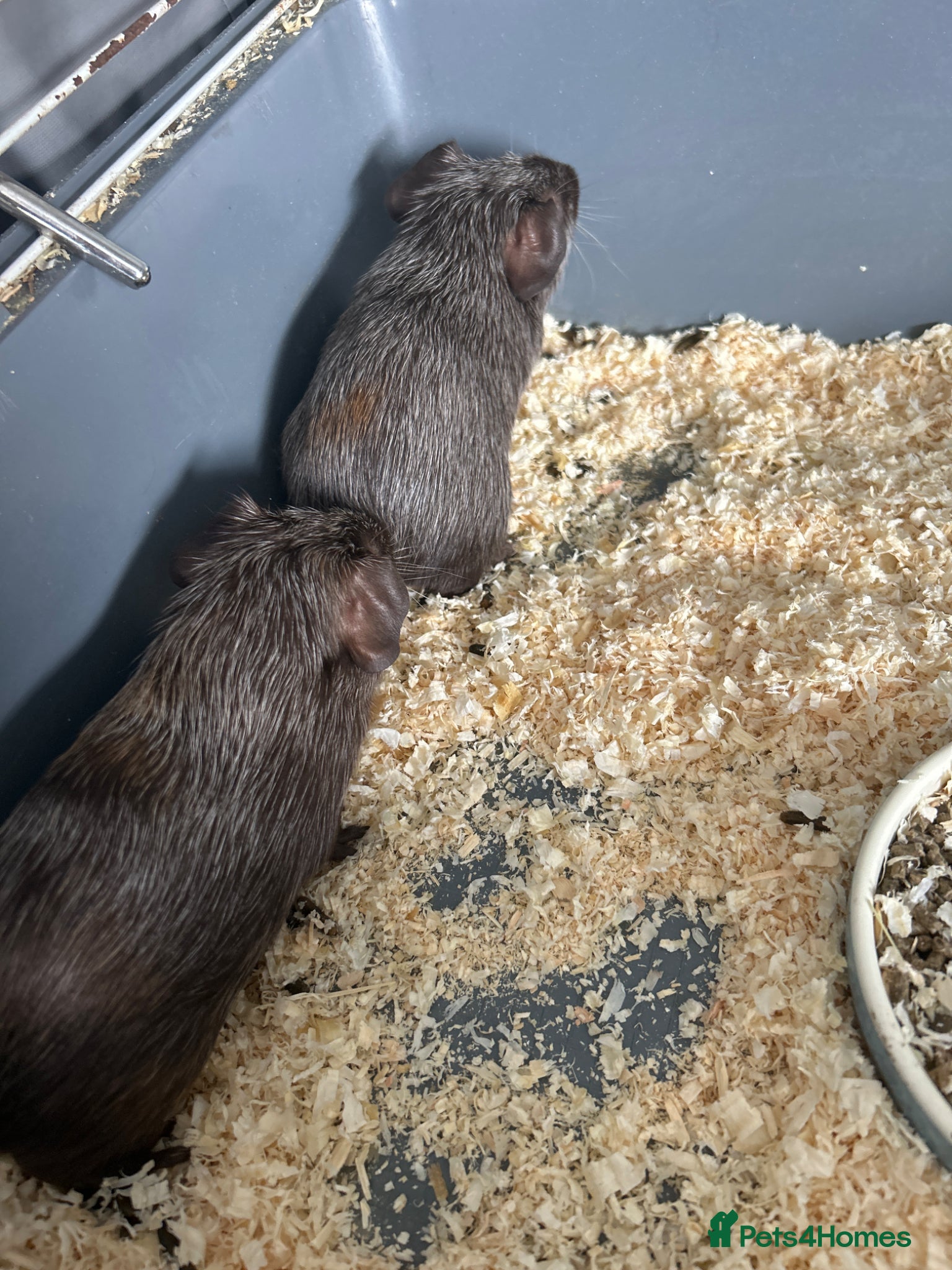 Guinea Pig rodents BONDED BABY GUINEA PIGS BOARS £50 A PAIR - Advert 2
