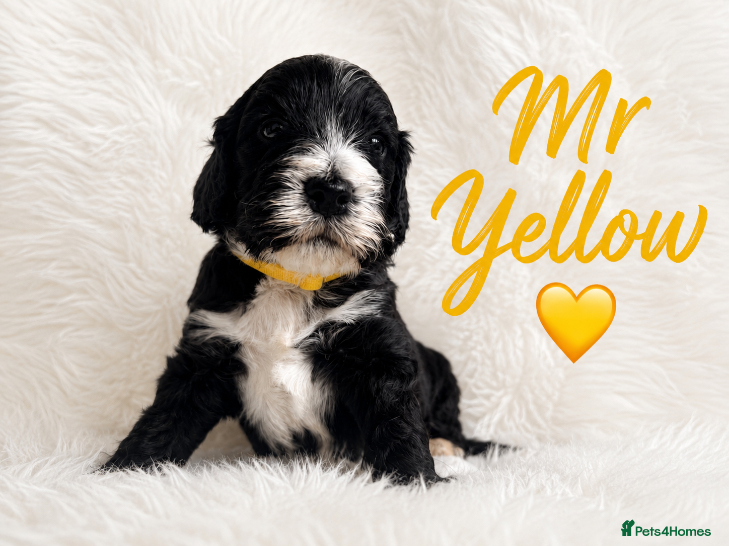 Cockapoo dogs 5 ⭐️ licensed home breeder  - Advert 1