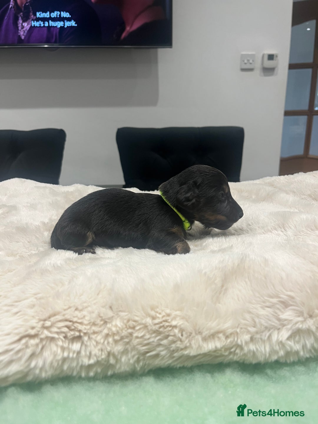Dachshund dogs for sale: Tiny long haired piebald dachshunds for sale ! - Image 6