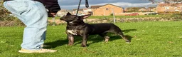 Bull Terrier dogs for sale: Kc reg bull terrier - Advert 1