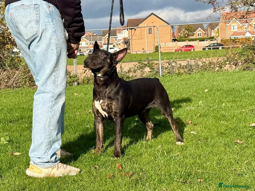 Bull Terrier dogs for sale: Kc reg bull terrier - Advert 1