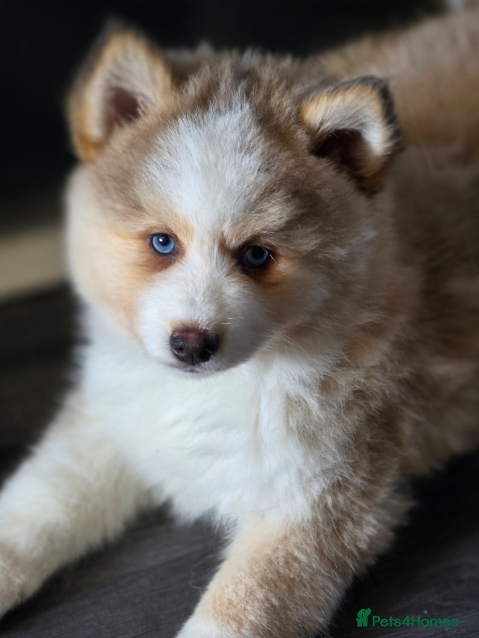 Pomsky dogs Gorgeous Pomsky READY NOW - Advert 2