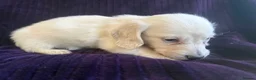 Miniature Dachshund dogs for sale: LAST ONE Long coat Cream miniature dachshund - Advert 26