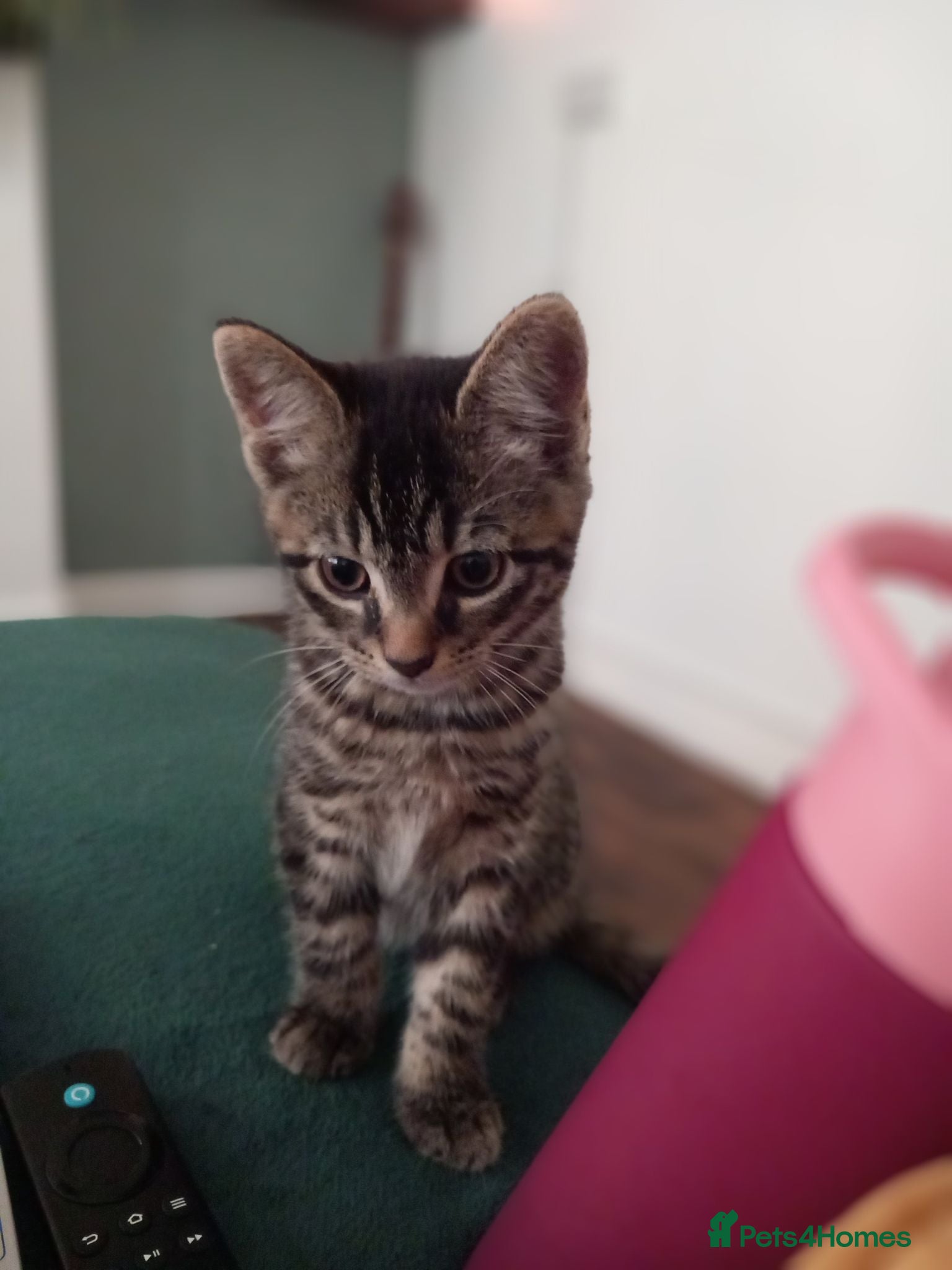 Mixed Breed cats Beautiful Mainecoon x kitten!  - Advert 13
