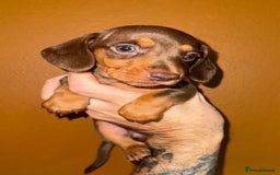 Miniature Dachshund dogs for sale: 🩵🩷Stunning KC Reg Mini Dachshunds🩵🩷 - Image 8