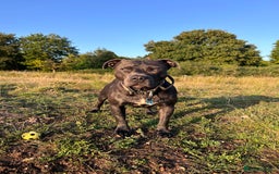 Staffordshire Bull Terrier dogs for stud: Gorgeous Blue Staffordshire Bull Terrier for Stud - Image 2