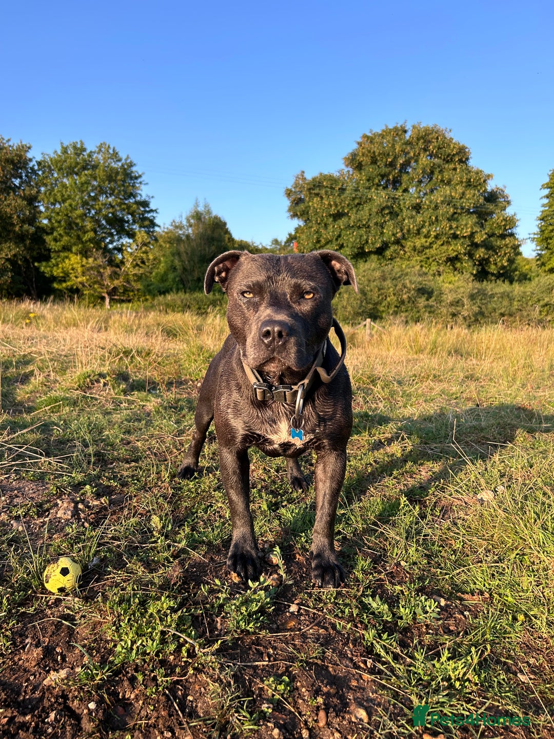 Staffordshire Bull Terrier dogs for stud: Gorgeous Blue Staffordshire Bull Terrier for Stud - Image 2
