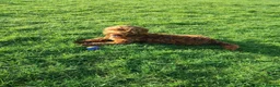 Cockapoo dogs for stud: Cockapoo stud - Advert 3
