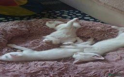 Turkish Angora cats for sale: Turkish angora cross Bengal  - Image 10