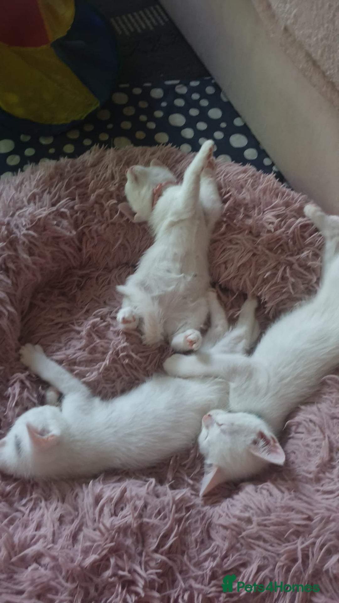 Turkish Angora cats for sale: Turkish angora cross Bengal  - Image 10
