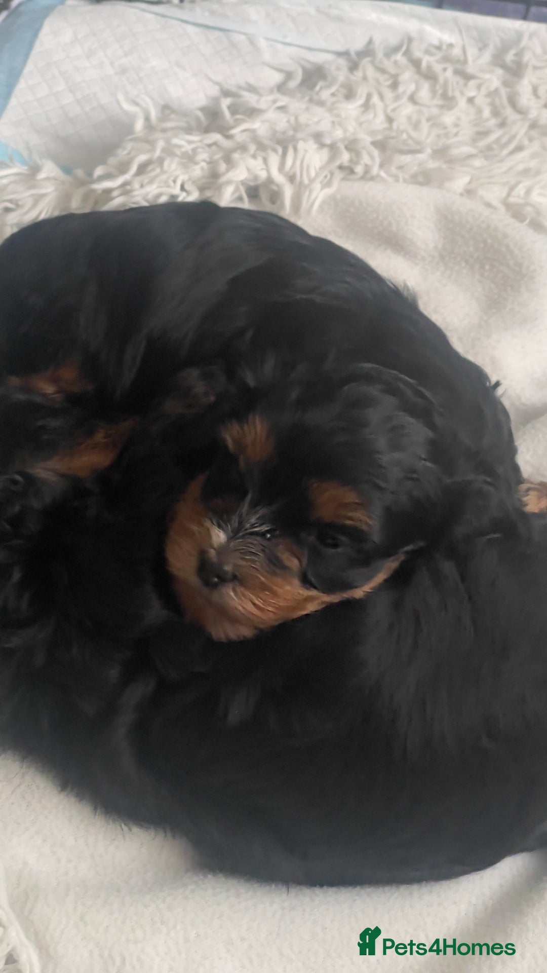 Mixed Breed dogs for sale: 2 Maltese x cockpoo puppies for sale - Image 4