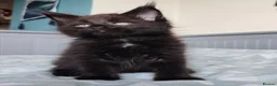 Maine Coon cats for sale: Meet Our Beautiful Maine Coon Kittens 😍😍😍  - Advert 4