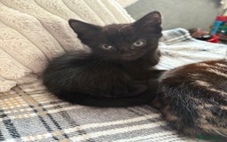 Ragdoll cats for sale: Ragdoll kitten - Advert 6