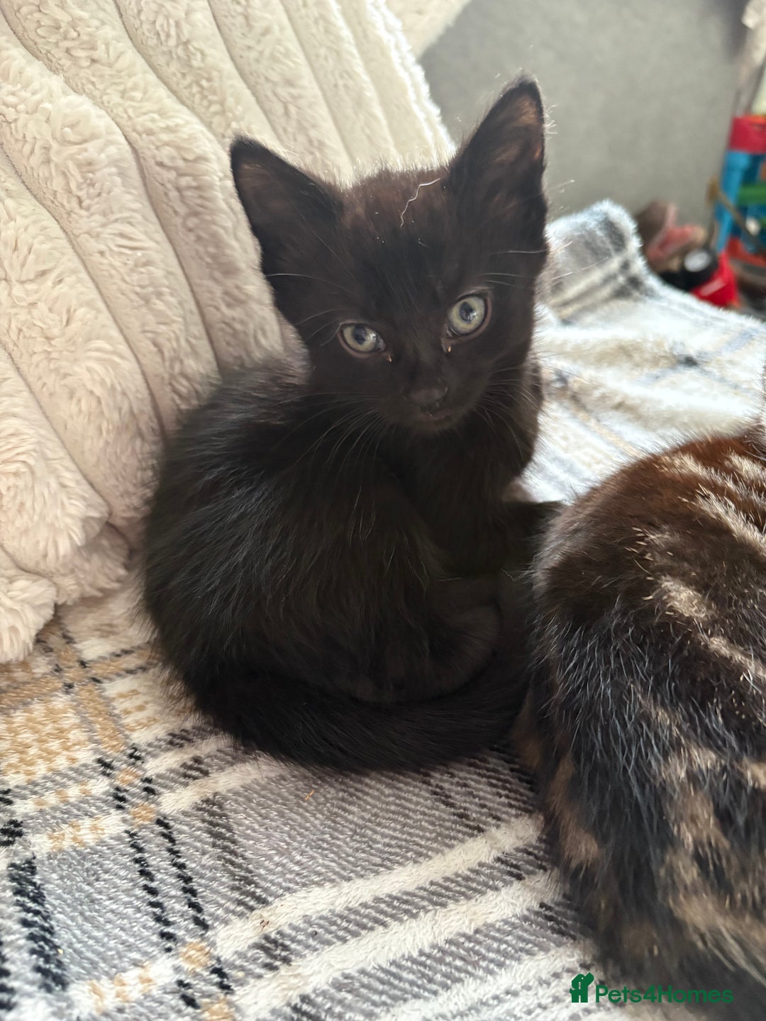 Ragdoll cats for sale: Ragdoll kitten - Advert 6