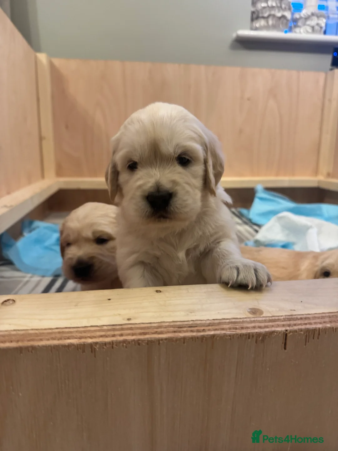 Golden Retriever dogs for sale: Beautiful KC registered Golden Retriever puppies - Advert 9