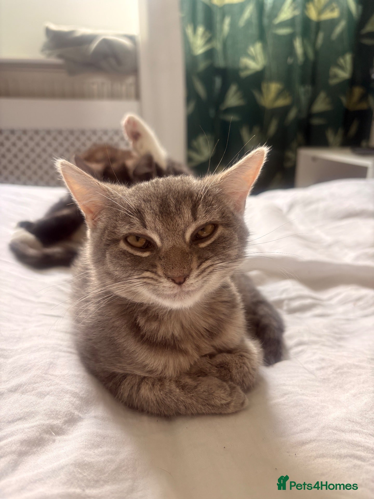 Domestic Shorthair cats for sale: Big personality cat, permanently unimpressed face - Advert 17