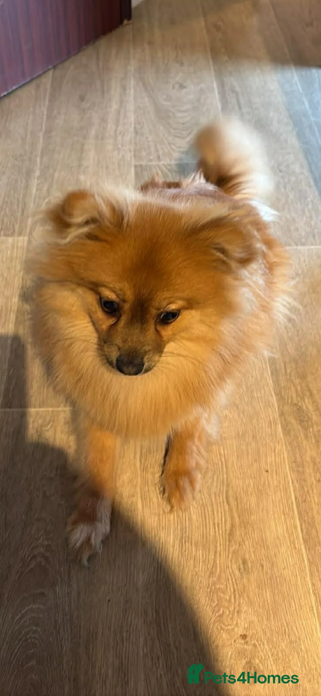 Pomeranian dogs for sale: Willow  in Romford - Advert 2