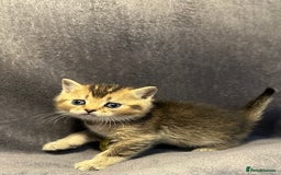 British Shorthair cats for sale: TICA Chunky Golden/Blue Golden BritishSH kittens  - Image 10