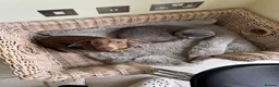 Dachshund dogs for sale: Miniature Dachsund in Sutton Coldfield - Advert 3