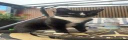 Mixed Breed cats for sale: Mixed breed black and white kittens - Advert 3
