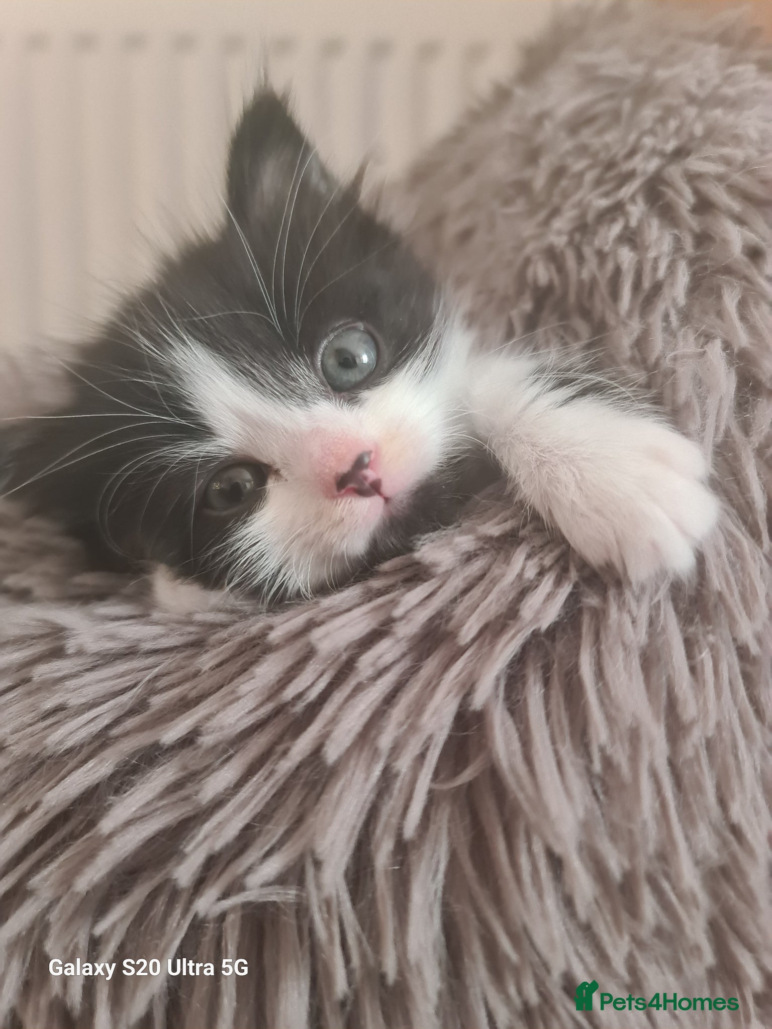 Siberian cats SIBERIAN - Advert 15