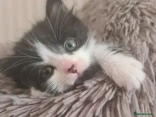 Siberian cats SIBERIAN - Advert 15