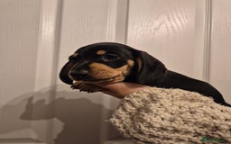 Miniature Dachshund dogs for sale: miniature daschund from £1200 - £1000 - Image 16