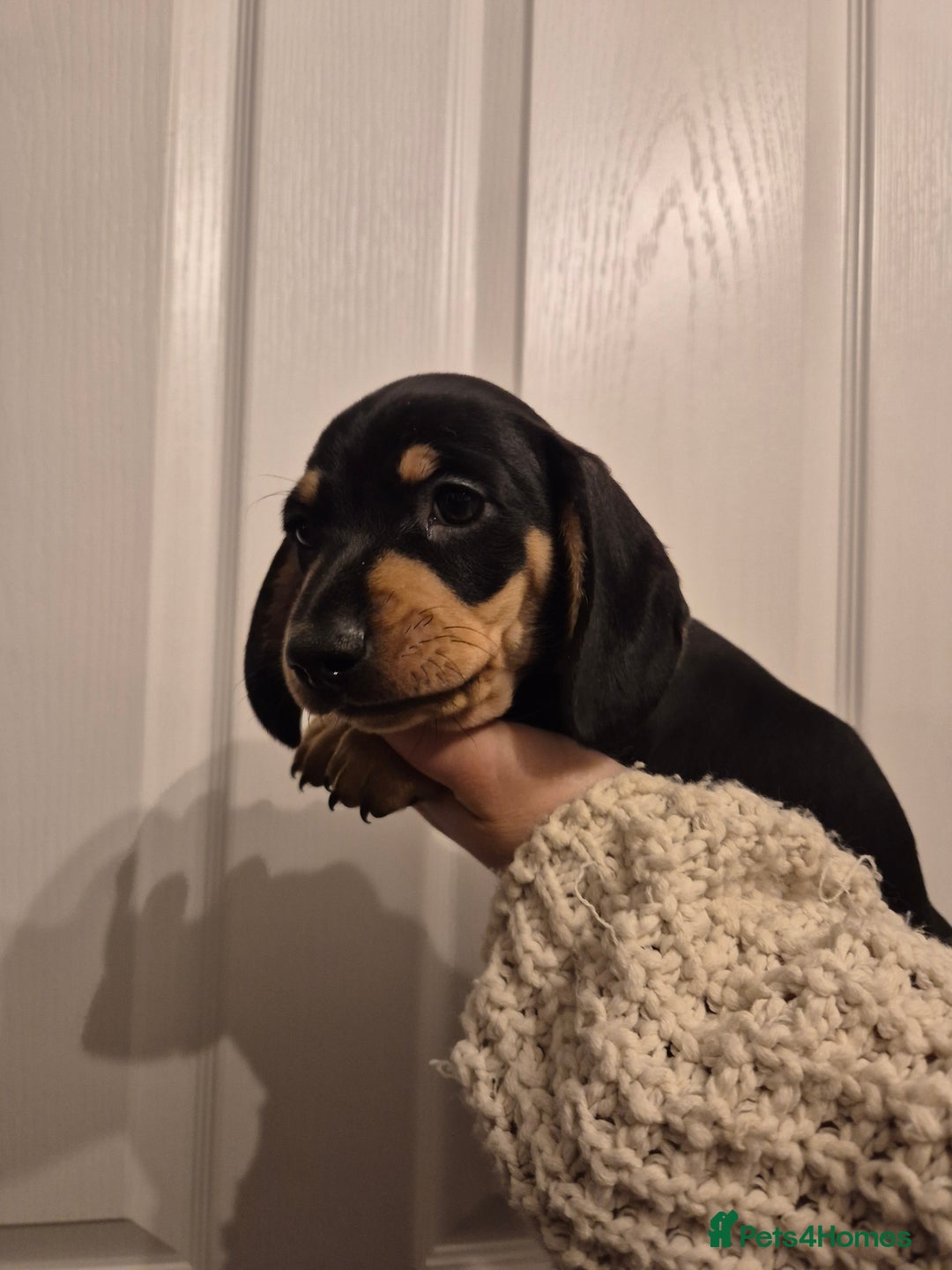 Miniature Dachshund dogs for sale: miniature daschund from £1200 - £1000 - Image 16