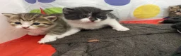 Mixed Breed cats for sale: 5x kittens for sale  in Hull - Advert 3