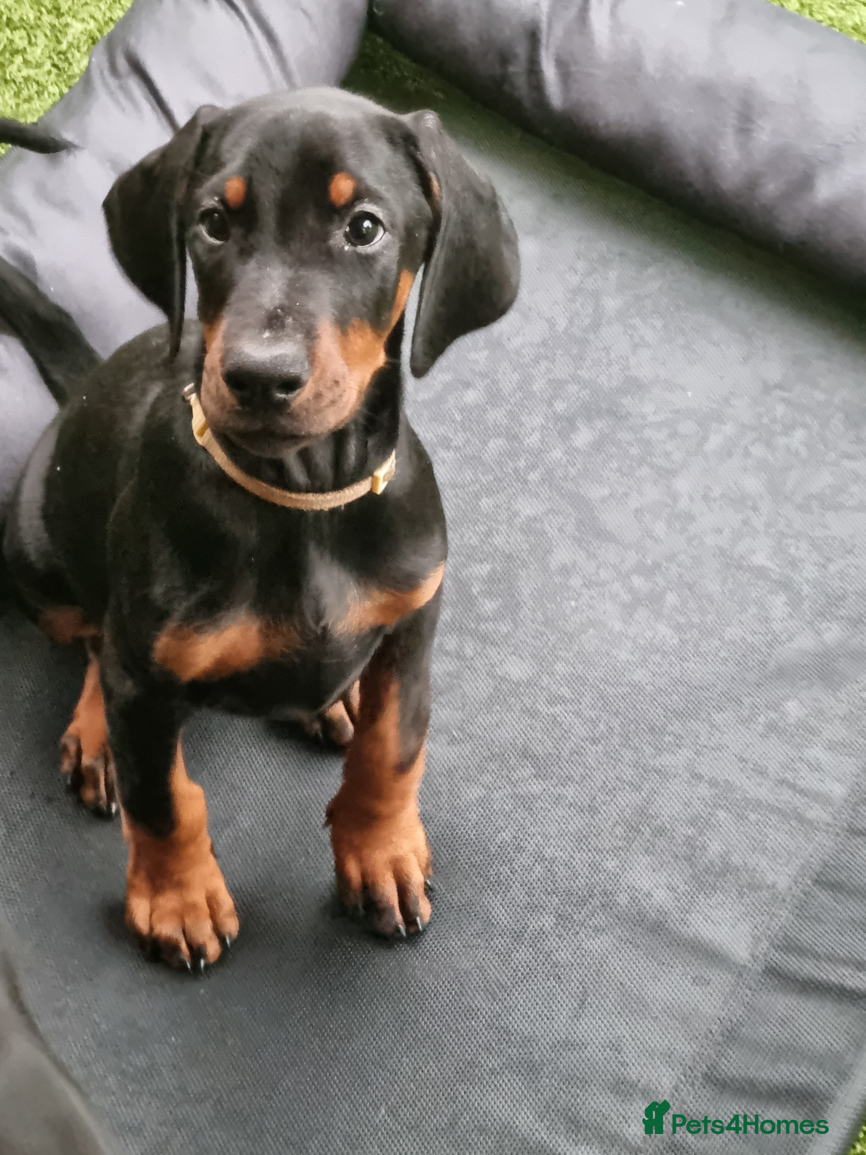 Dobermann dogs Exceptional Doberman £1800 - Advert 2