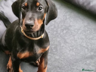 Dobermann dogs Exceptional Doberman £1800 - Advert 2