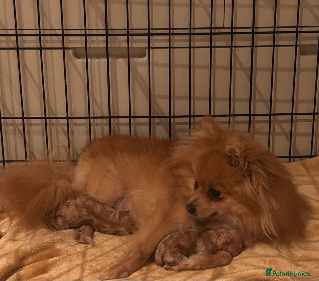 Pomeranian dogs for sale: Pomeranian puppy  - Advert 2