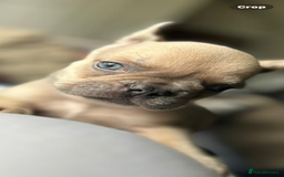 French Bulldog dogs for stud: Bernie  - Image 6