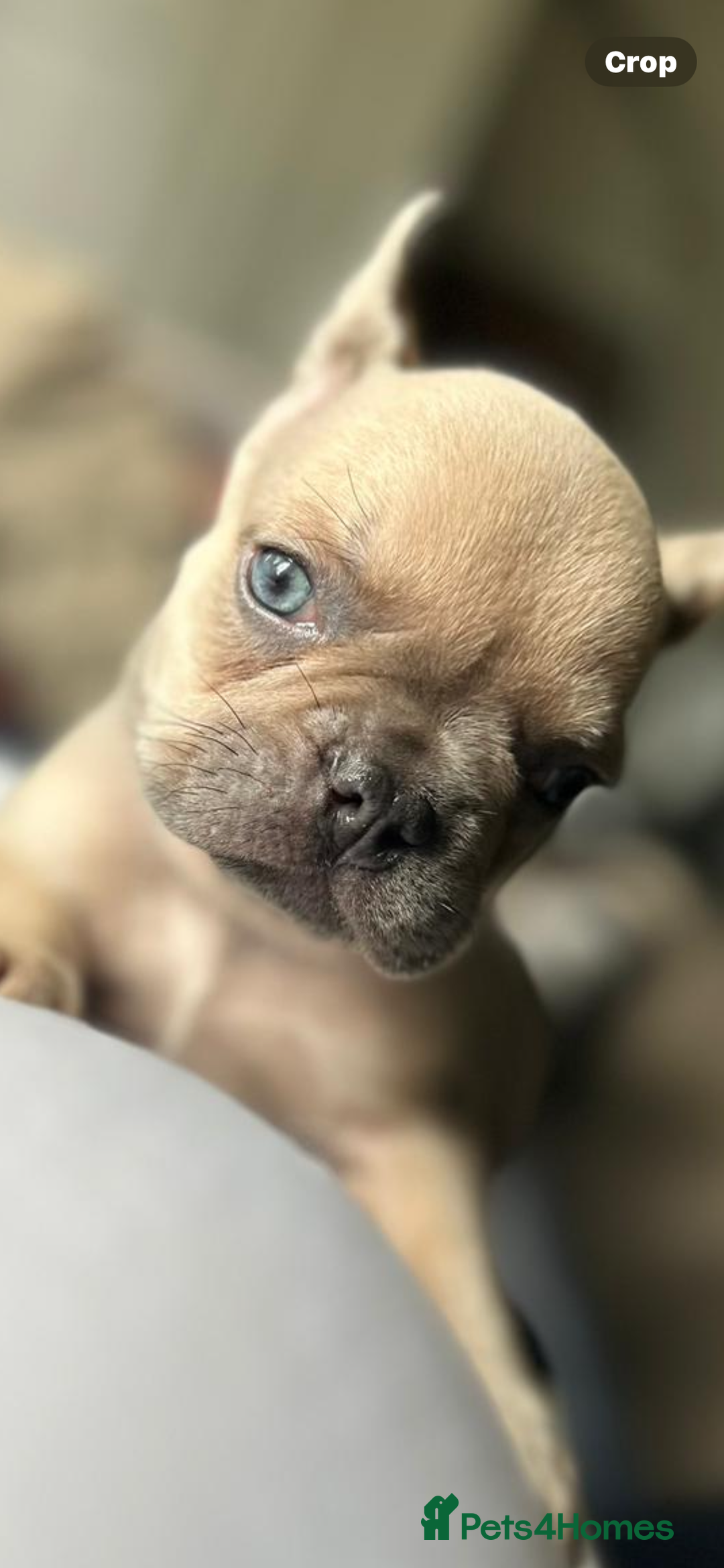 French Bulldog dogs for stud: Bernie  - Image 6