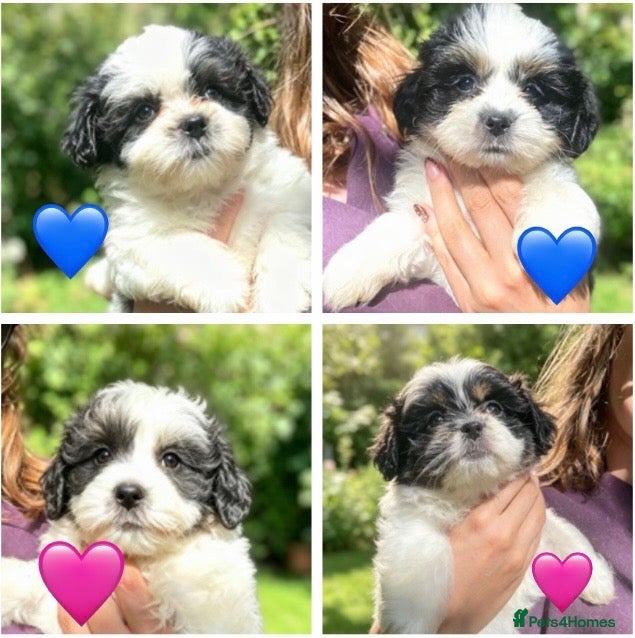 Mixed Breed dogs 💝 SUPER CUTE MALSHI PUPPIES 💝 - Advert 1