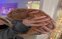 Guinea Pig rodents for sale: 4x Male Guinea pigs - Advert 6