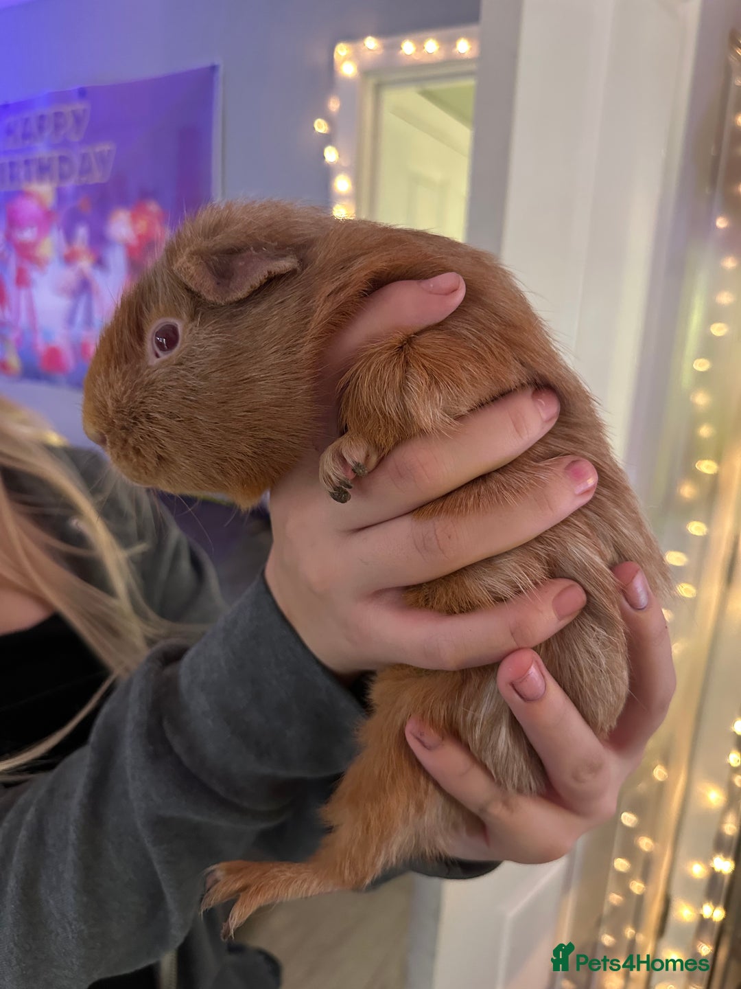 Guinea Pig rodents for sale: 4x Male Guinea pigs - Advert 6