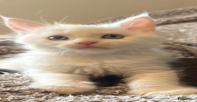 Maine Coon cats - Advert 3