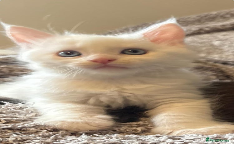 Maine Coon cats - Advert 3