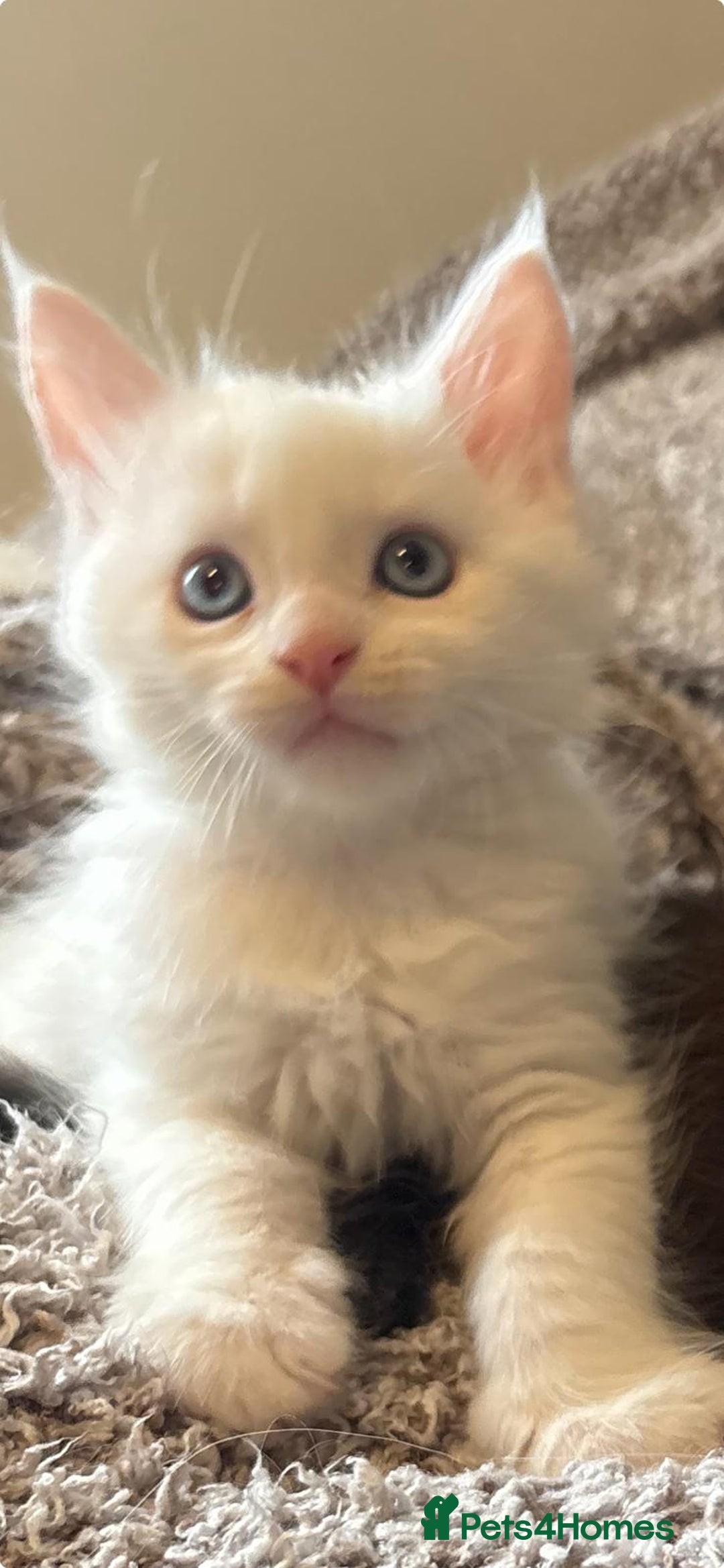 Maine Coon cats for sale: Purebred GCCF Maine Coon kittens - Image 1