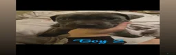 Staffordshire Bull Terrier dogs for sale: Pure Staffy Puppies For Sale! - Advert 3