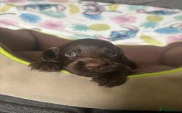 Cocker Spaniel dogs for sale: My 3 beautiful puppies  - Image 8