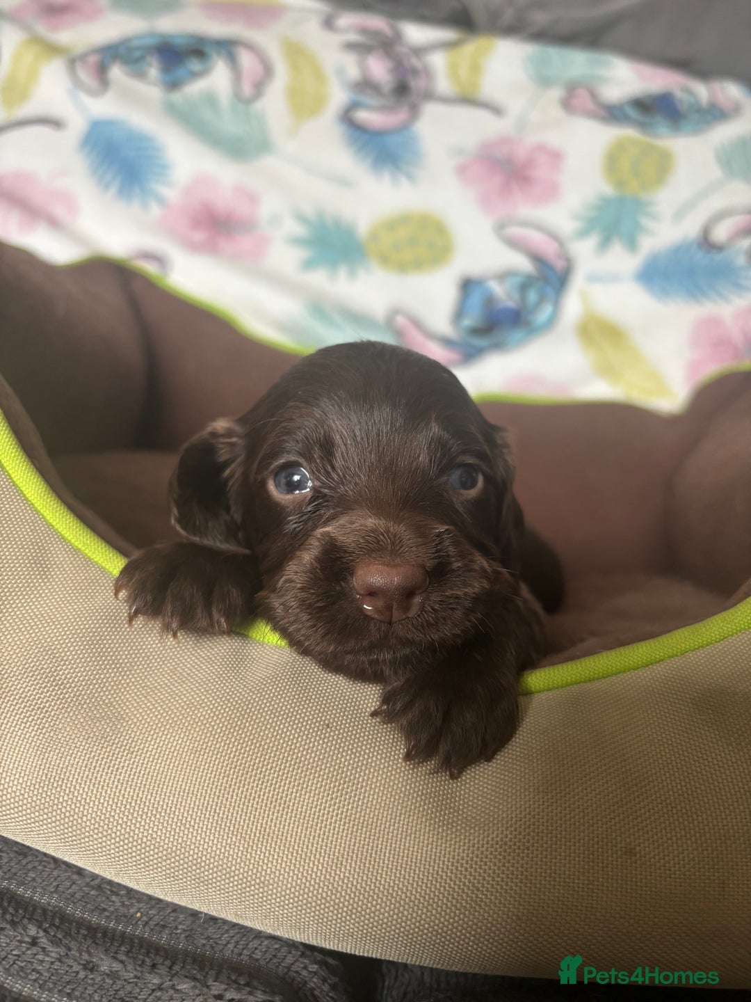 Cocker Spaniel dogs for sale: My 3 beautiful puppies  - Image 8
